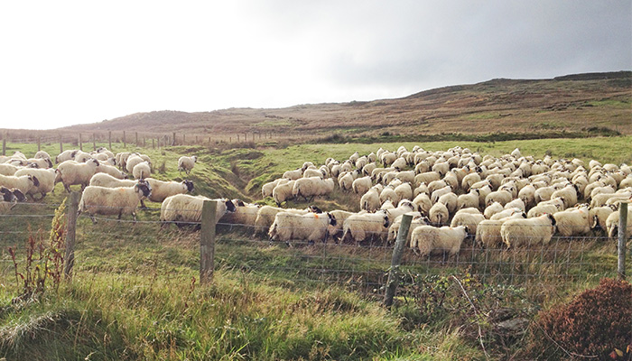 Checking condition of Hill ewes