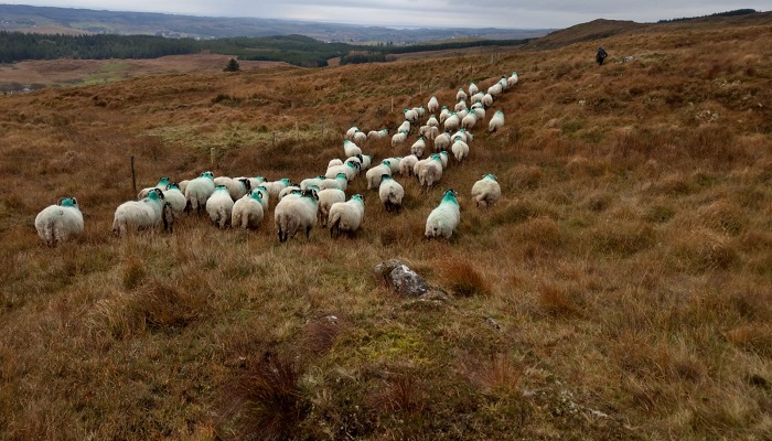 Putting hill farms on a sustainable path to the future