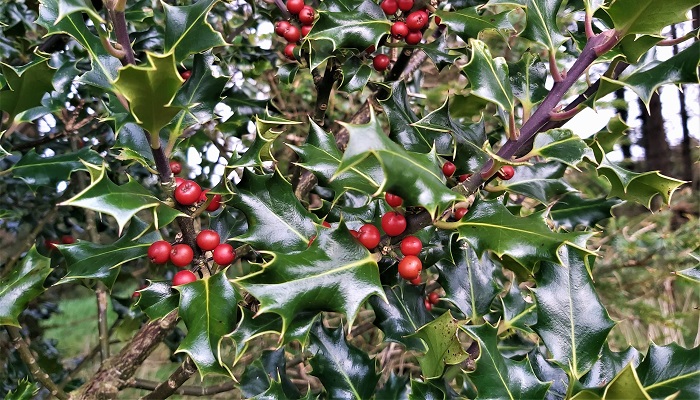 A Holly Jolly Christmas