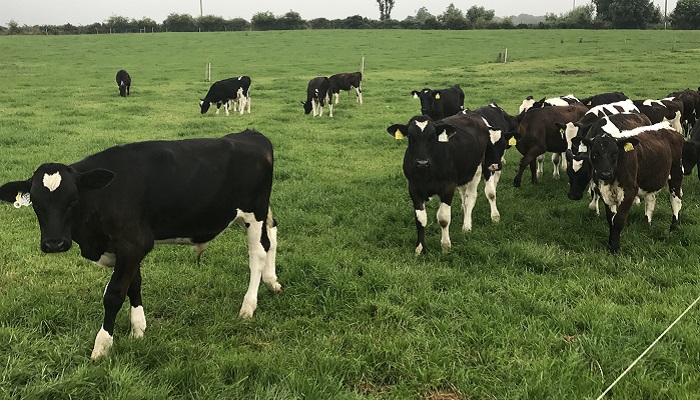 Getting turnout right with dairy-beef calves