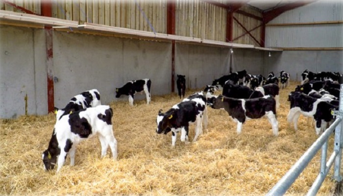 Holstein Friesian bull calves in a purpose built shed