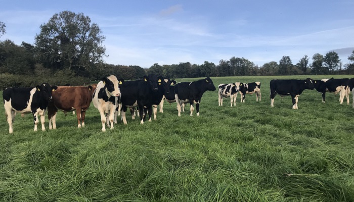Everycalf project - contract rearing of dairy beef calves