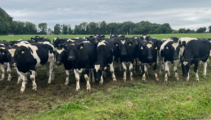 The key drivers of weight gain on Aidan Maguire’s farm
