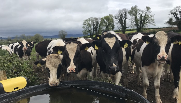 Is finishing some stock off grass an option if fodder is scarce?