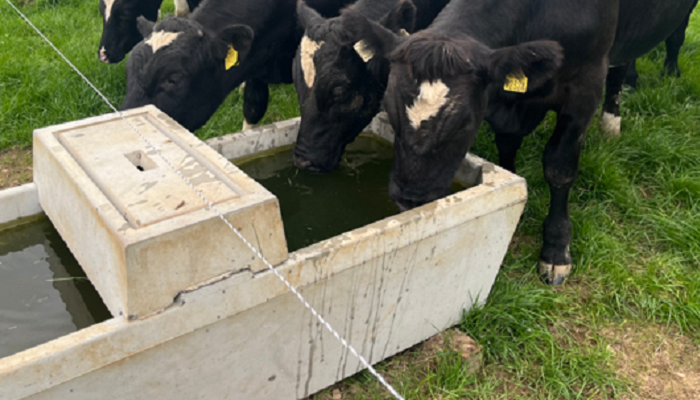 Holstein Friesian steers drinking from a water trough on Aidan Maguires farm