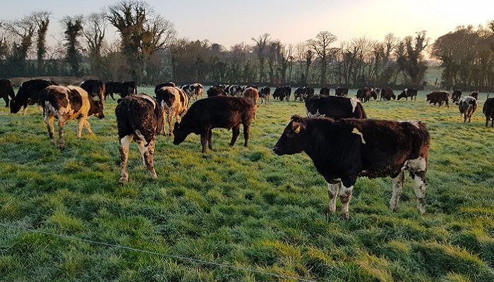 Targeting early grass on DairyBeef 500 farms
