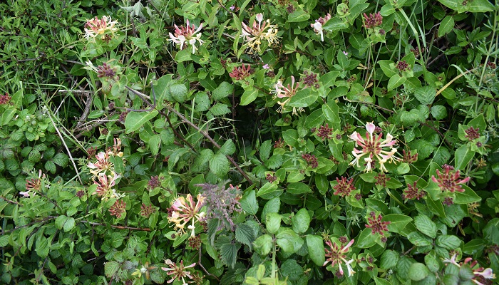 Growing wild – Honeysuckle and Foxglove