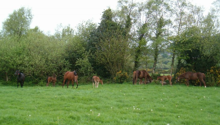 Small woodlands – big benefits 
