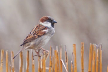 House sparrow