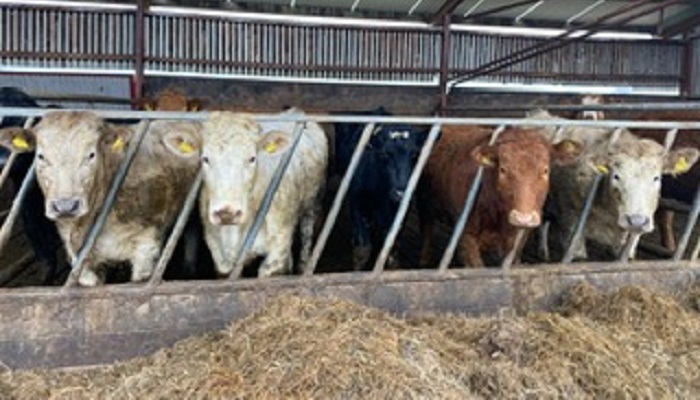 Getting Ready for Winter Housing