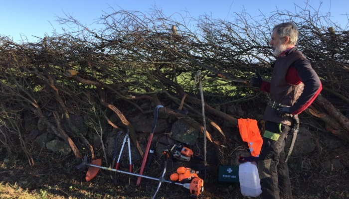 How to lay a hedge