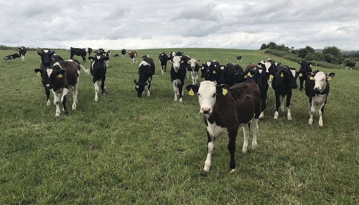 Moving from the shed to the field with dairy-beef calves