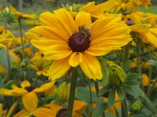 Rudbeckia and bee