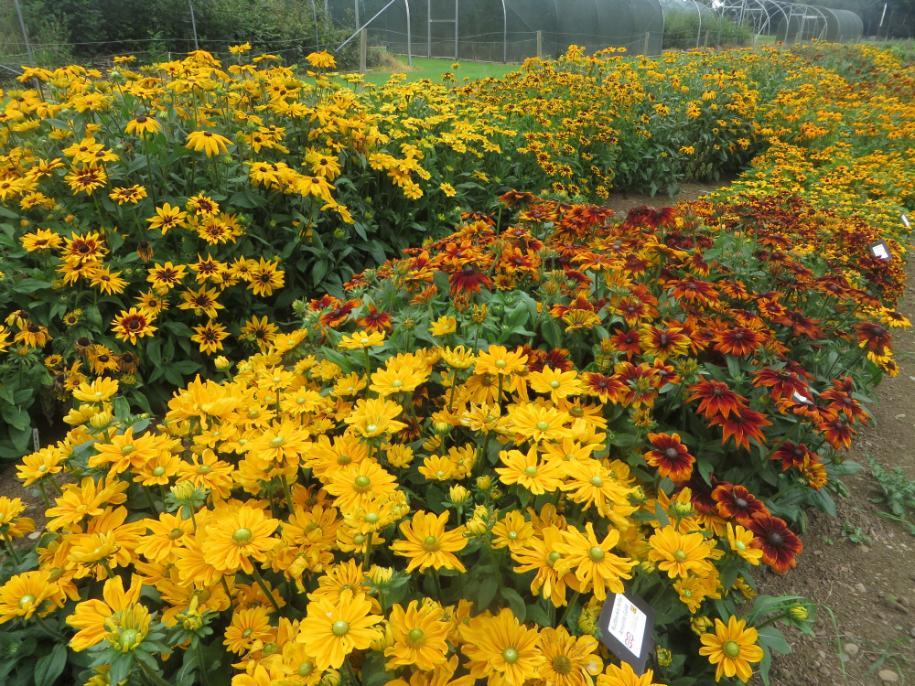 Rudbeckia plants in full flower in summer