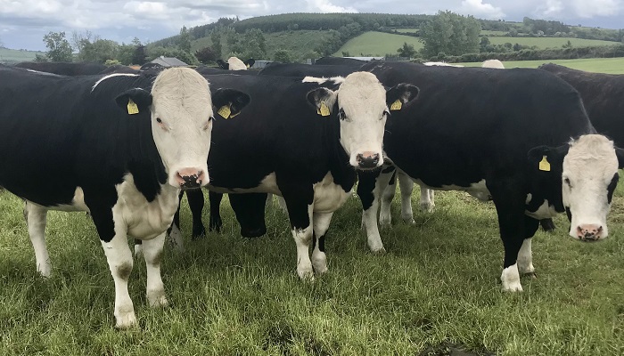 The potential of grass-based, dairy-beef heifer systems
