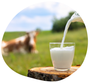 milk cows