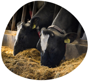 cows eating