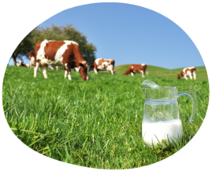 milk cows