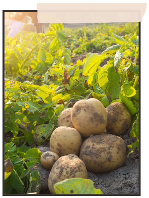 potatoes