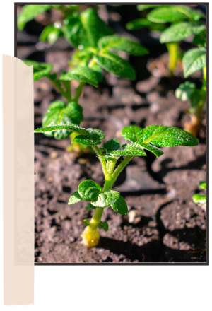 seedling