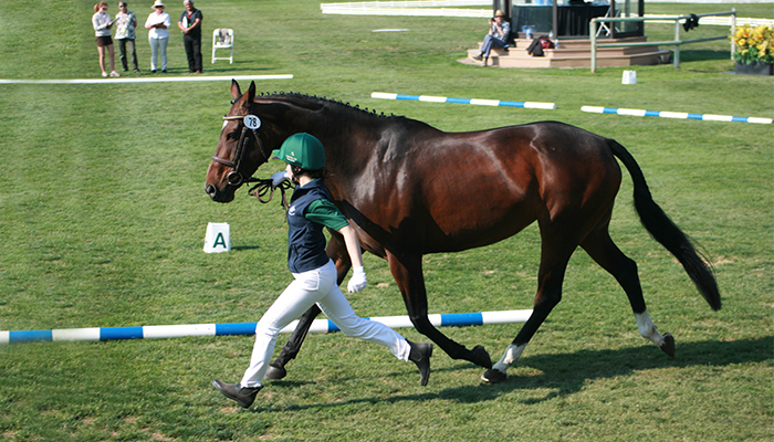 Teagasc Equine at the Dublin Horse Show