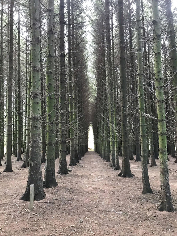 Rows of trees