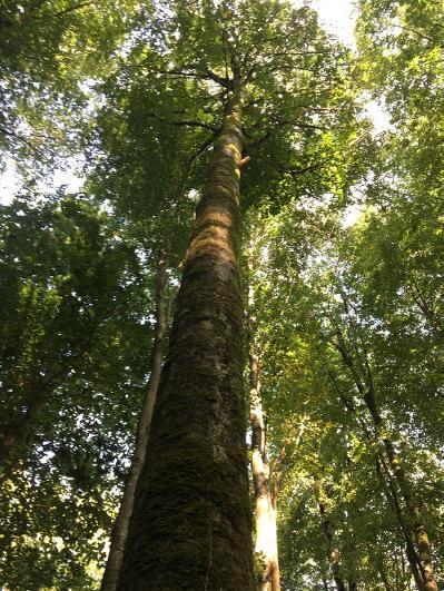 tall tree thinning canopy