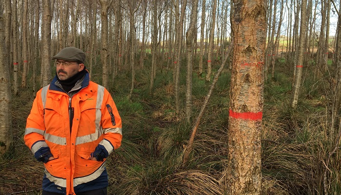 Growing quality hardwood timber from our young broadleaf woodlands