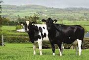Impact of selecting cows using EBI on methane output