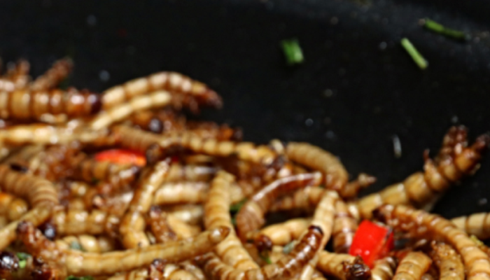 Farm Business Options - Insects Spark interest in Research and Farming Projects