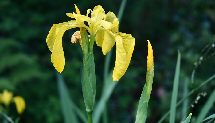 Yellow Flag Iris flower