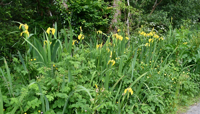 Yellow flag Iris habitat