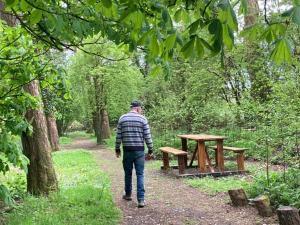 Irish forest - Recreation space