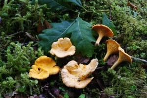 Photos of an Irish forest - edible fungi