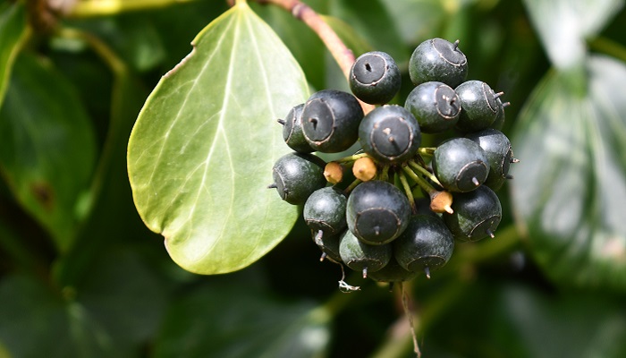 Ivy berries