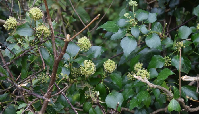 Our Hedgerow Flora