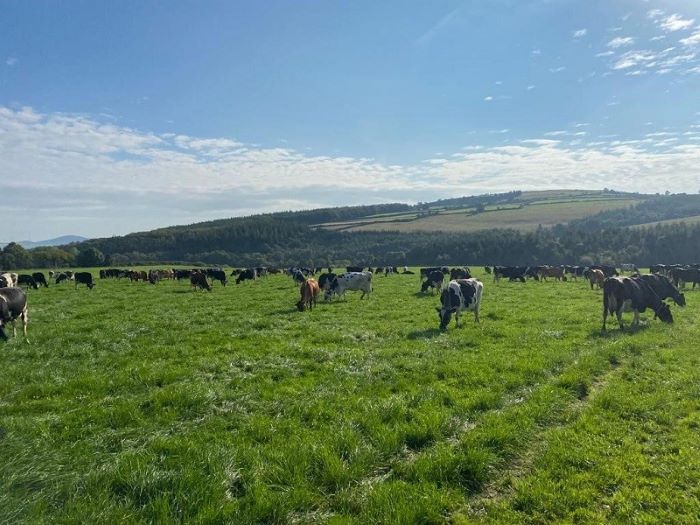 How these dairy farmers more than halved chemical nitrogen applications