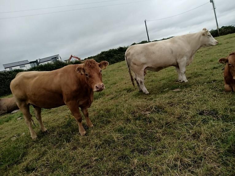 Autumn calving cows