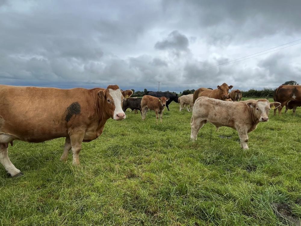 Spring cows and calves at grass