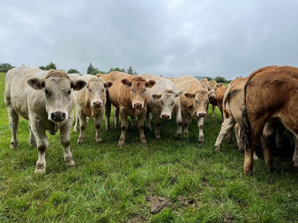 Store cattle at grass