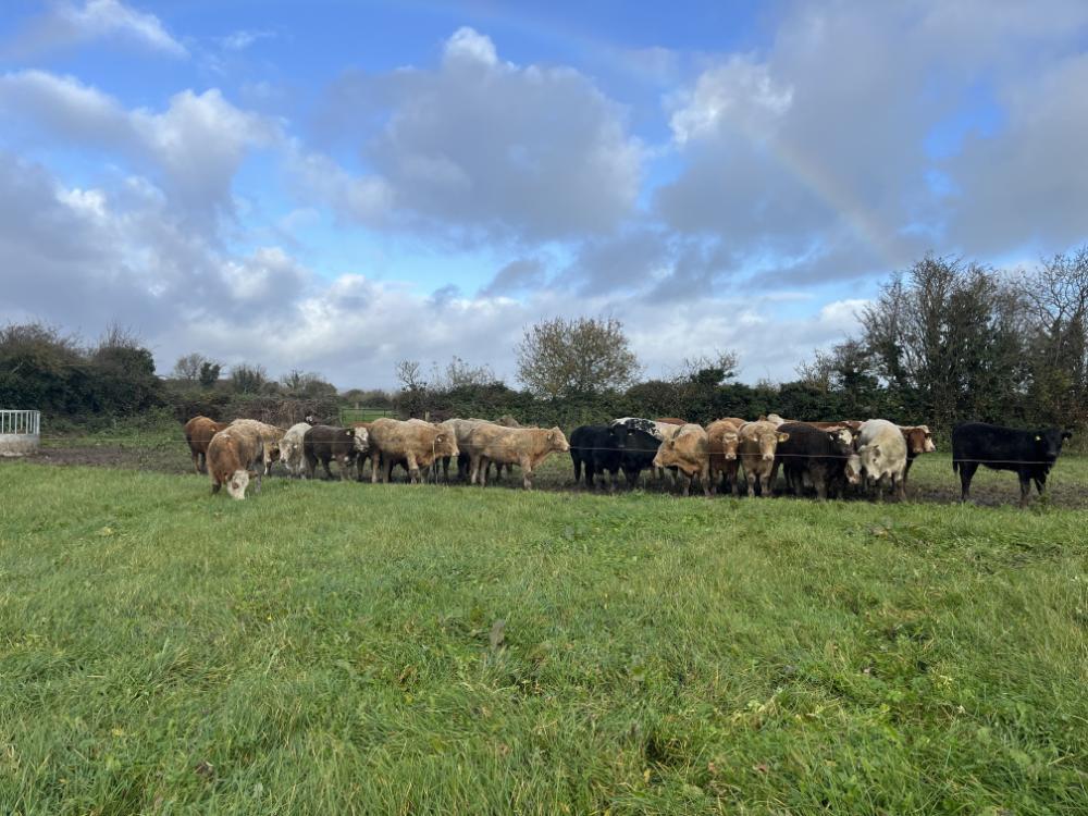 Out wintered store cattle