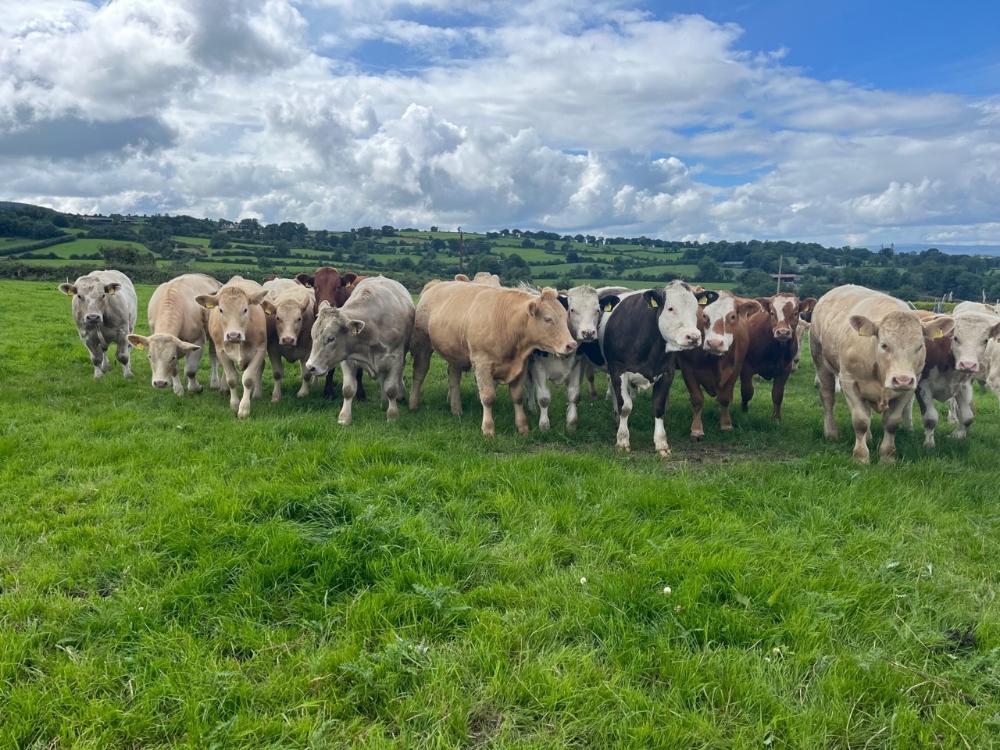 Store cattle at grass