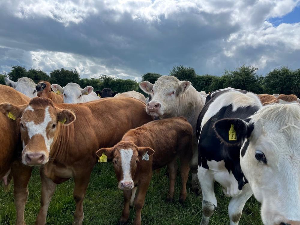 Charolais bull running with the spring herd on the farm