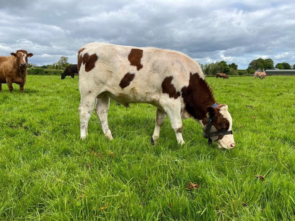 Vasectomised bull grazing on John's farm
