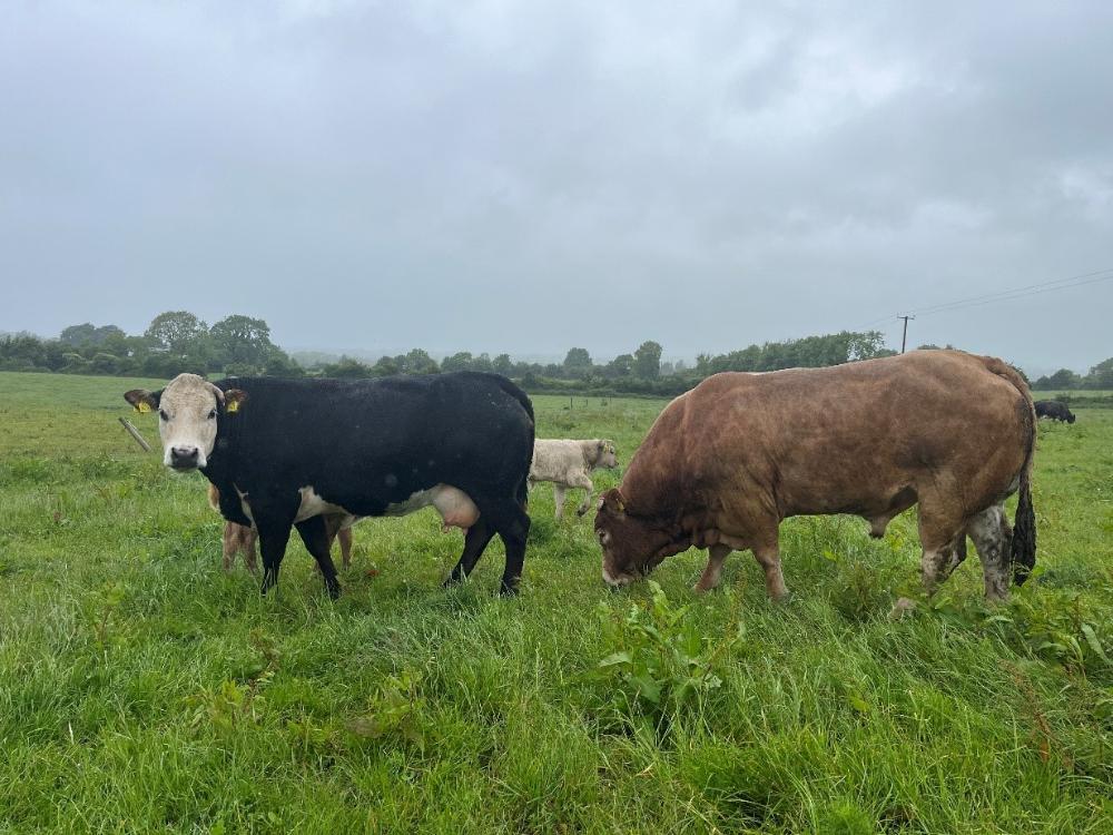 Stock bull grazing
