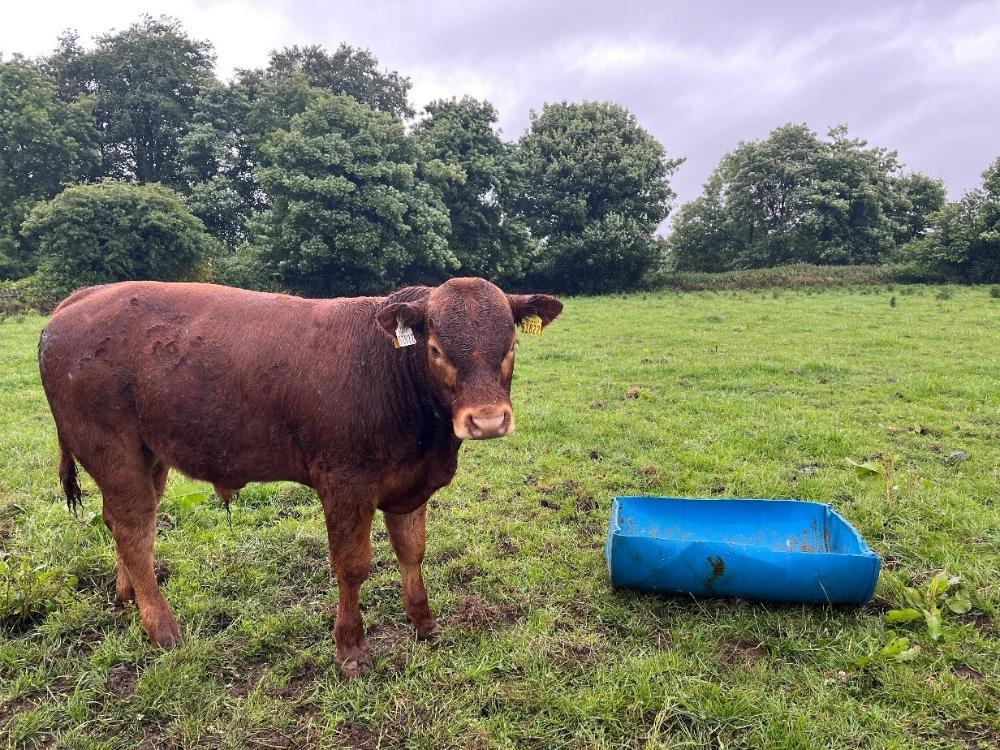 Weanling bull