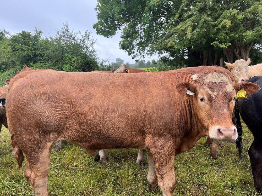 Store bullock