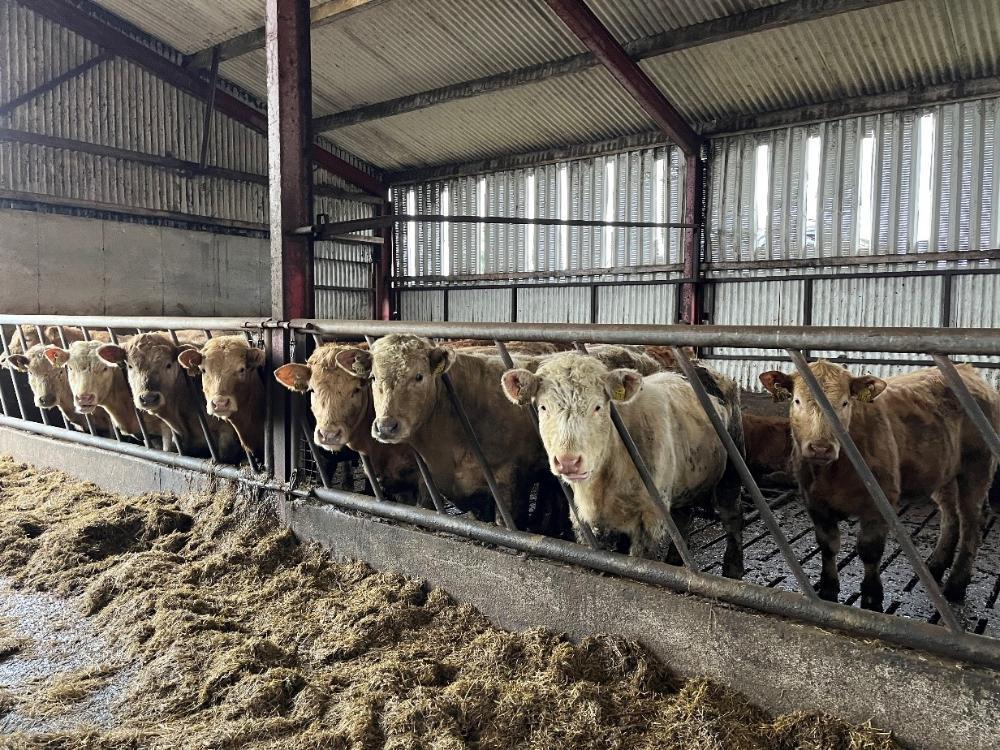 Housed weanlings