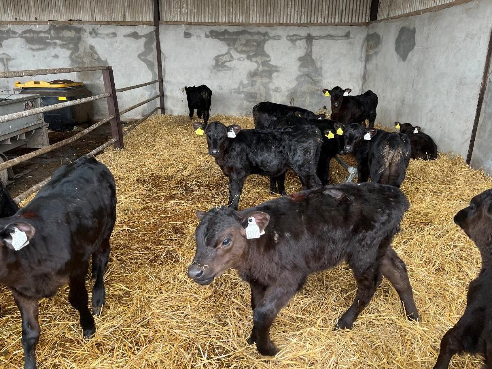 Dairy beef calves