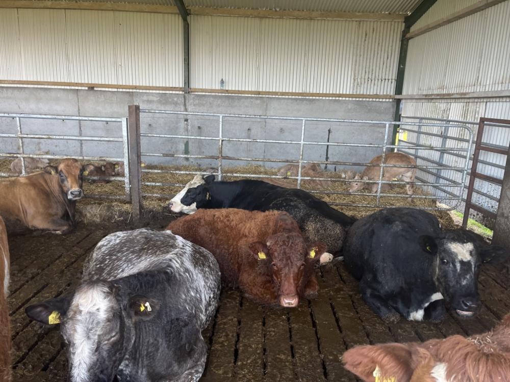 Autumn cows lying in shed with calves